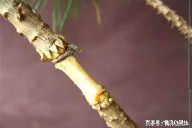 松樹盆景的高壓繁殖，很值得盆景人學習！