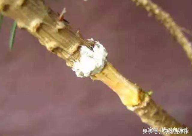 松樹盆景的高壓繁殖，很值得盆景人學習！