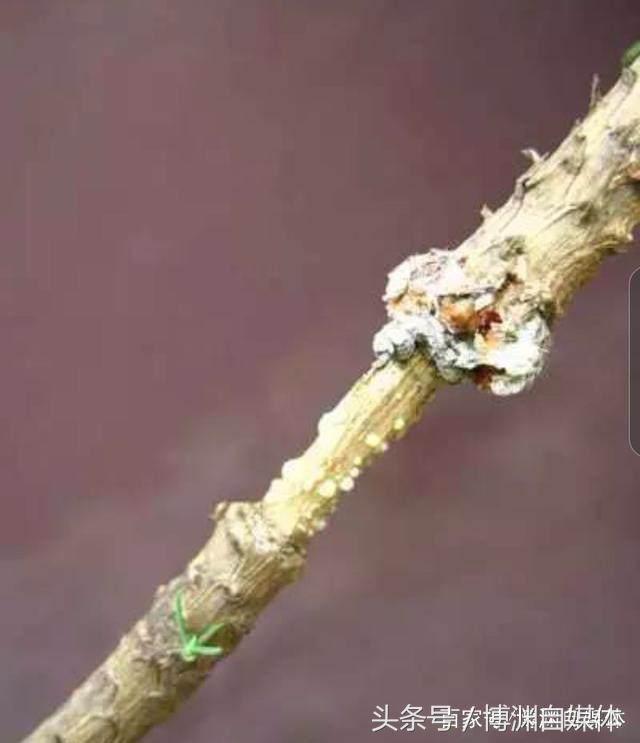 松樹盆景的高壓繁殖，很值得盆景人學習！