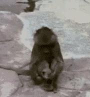 狗嚇狗，嚇死狗，貓嚇貓，嚇死貓