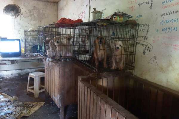 這對夫妻領養遭虐的「寵物豬」，最後卻把小豬吃掉，甚至無恥嗆聲「吃牠又不違法！」