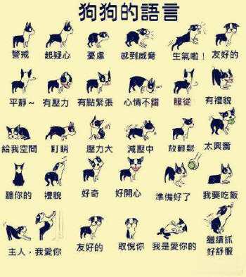 狗狗的哪些動作，不是撒嬌，是向你求救的信號，你知道嗎？以下為你解答.....