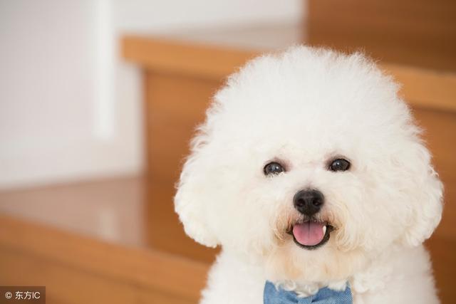 女生適合養什麼狗？比熊犬了解一下