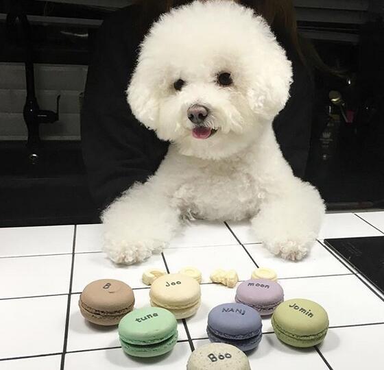 女生適合養什麼狗？比熊犬了解一下