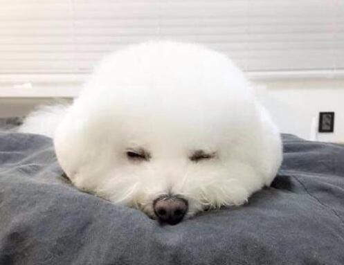 女生適合養什麼狗？比熊犬了解一下