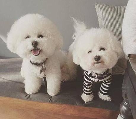 女生適合養什麼狗？比熊犬了解一下