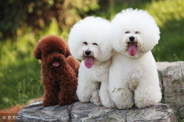 女生適合養什麼狗？比熊犬了解一下