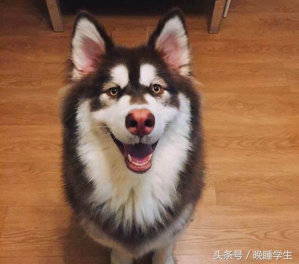狗界中的「四瘋三傻」，你家「狗狗」上榜了嗎？