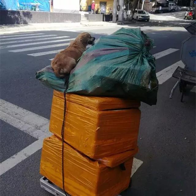 拾荒大爺撿到流浪狗，彼此間相依為命，坐小拖車上笑得很溫暖