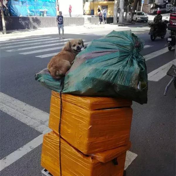 拾荒大爺撿到流浪狗，彼此間相依為命，坐小拖車上笑得很溫暖