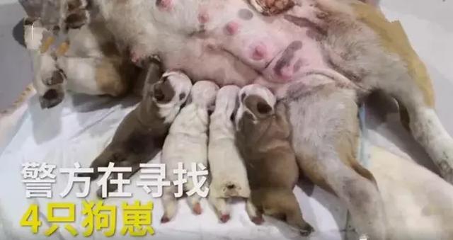 穿著名牌開著豪車的肥女人，偷完四隻小英牛後，回到主人家偷母狗