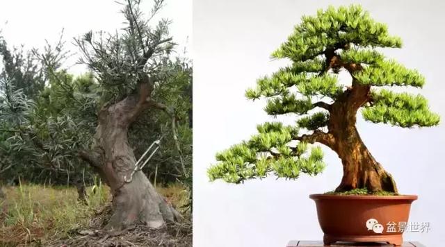 潮起潮落 生命永恆 羅漢松盆景《觀潮》18年的成型軌跡