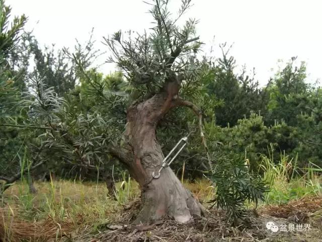 潮起潮落 生命永恆 羅漢松盆景《觀潮》18年的成型軌跡