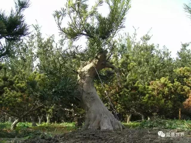 潮起潮落 生命永恆 羅漢松盆景《觀潮》18年的成型軌跡