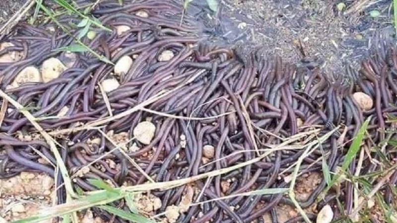 慎入！數十萬「蚯蚓大軍」成黑溝　居民憂：厄運將至