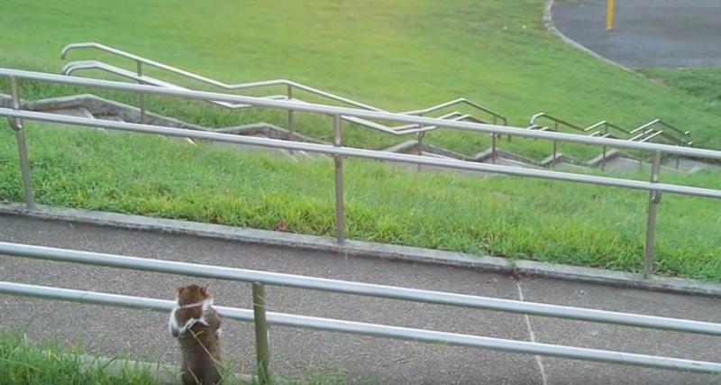 日本網友公園散步遇到喵星人，超憂鬱背影正面一看...網笑：工讀生別裝了出來！！ 