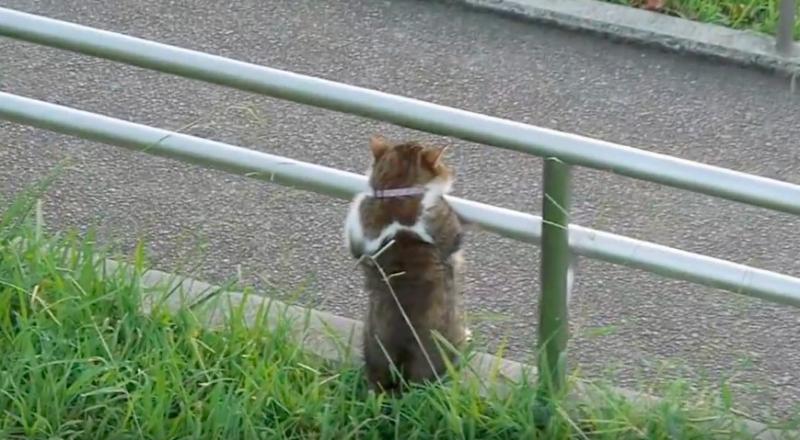 日本網友公園散步遇到喵星人，超憂鬱背影正面一看...網笑：工讀生別裝了出來！！ 