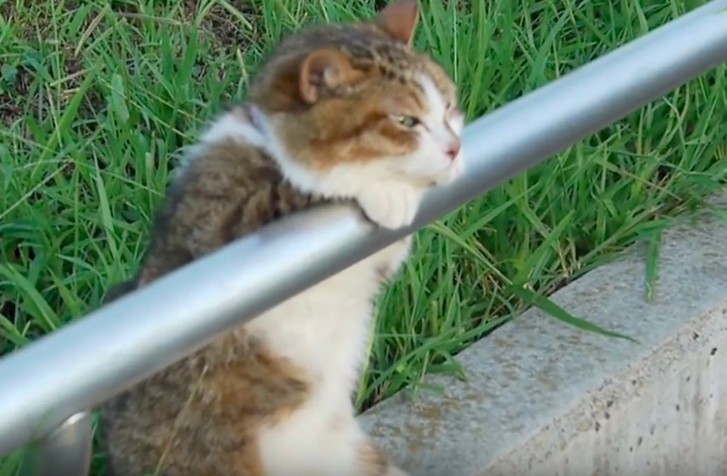 日本網友公園散步遇到喵星人，超憂鬱背影正面一看...網笑：工讀生別裝了出來！！ 