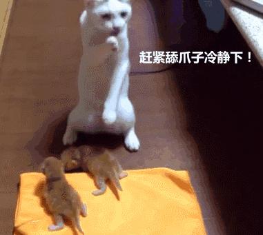 喵星人第一次做麻麻，面對小奶貓差點崩潰，寵主：生完孩子就瘋了 