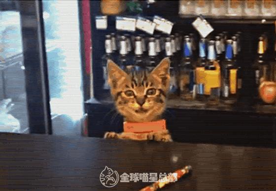 吧檯服務生竟換成一隻貓咪，喵喵一笑：先生喝點什麼 