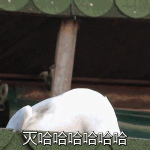 狗狗身披24克拉黃金鑲鑽外套，不為炫富，只為保命 