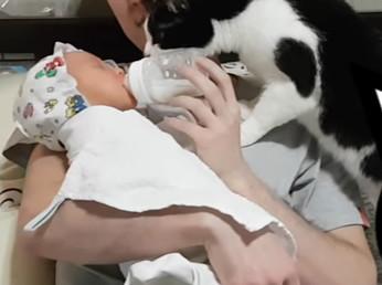 貓咪第一次看到小主人，貓咪：什麼東西，還會動，嚇死本喵了！ 