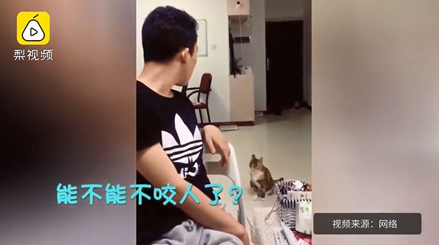 把拔氣噗噗訓話「能不能不咬人」？喵喵居然「委屈奶音」認錯：能～能～ 