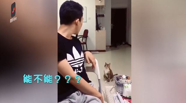 把拔氣噗噗訓話「能不能不咬人」？喵喵居然「委屈奶音」認錯：能～能～ 