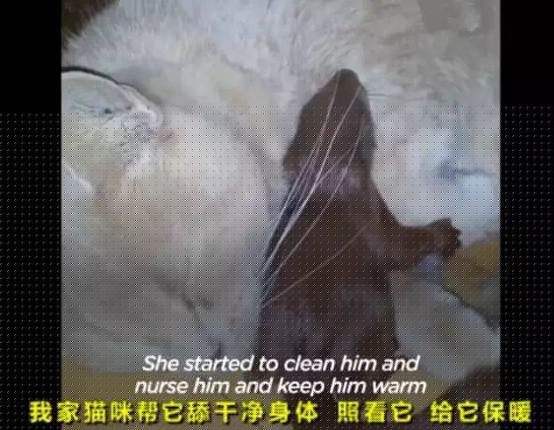 你陪我一程，我念你一生！4年前大叔救了一隻松鼠，卻被它賴了一輩子