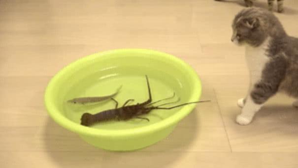 給貓咪們帶回只龍蝦，三小隻輪番上陣
