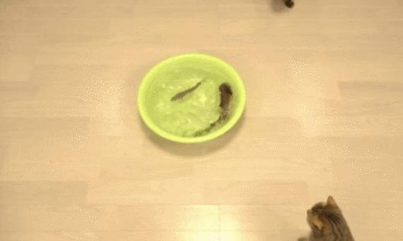 給貓咪們帶回只龍蝦，三小隻輪番上陣