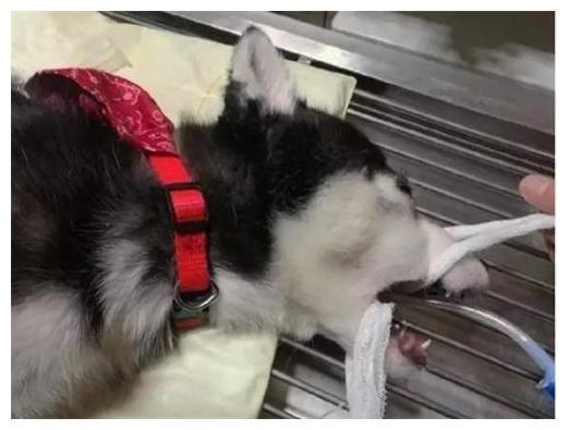二哈兩天不吃飯了，帶去給醫生一查，主人：吃了有2萬多
