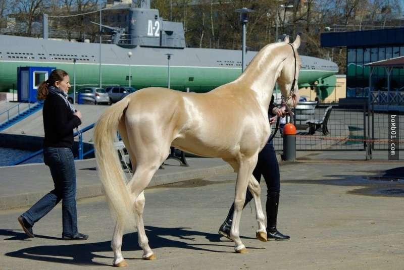 這匹就是「全世界公認最美麗的馬」，當專家好奇檢查毛髮…大家終於知道真相了！ 