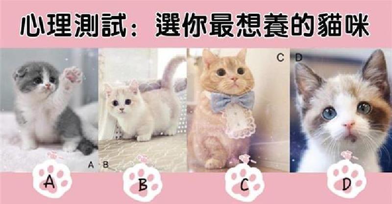 直覺測驗：選你最想養的貓咪，測測出別人眼中的你！ 