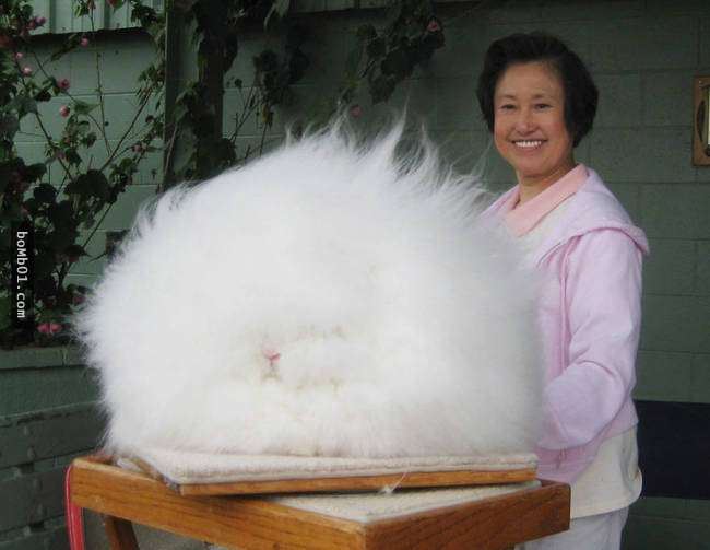 這15隻動物柔順的毛發一定會讓你嫉妒死，它們的毛發真是太美了！ 
