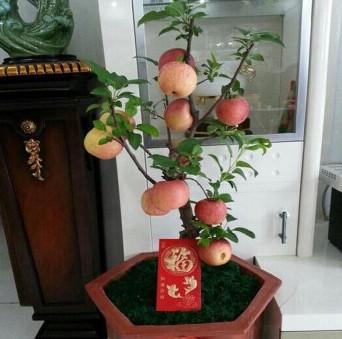 家裡要是還有空地，記住要種上這3種水果，一年365天都吃不完 