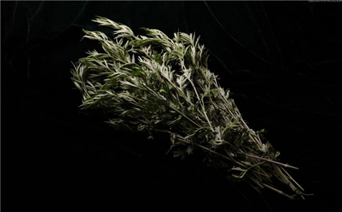 膝蓋疼的人高興了，一把艾葉一瓶白酒，緩解關節疼痛，為家人收好 