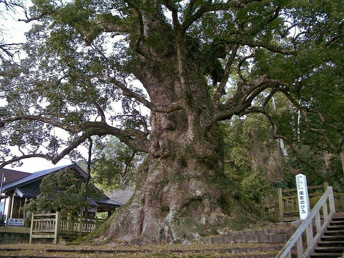 22位神人「將一棵樹雕成獅子」破世界紀錄　耗時3年終於完工...尤其「正面」霸氣到不行！ 