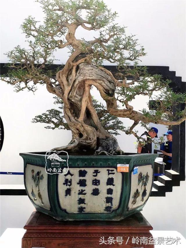 養一盆好樹，旺一家風水，福澤後人！