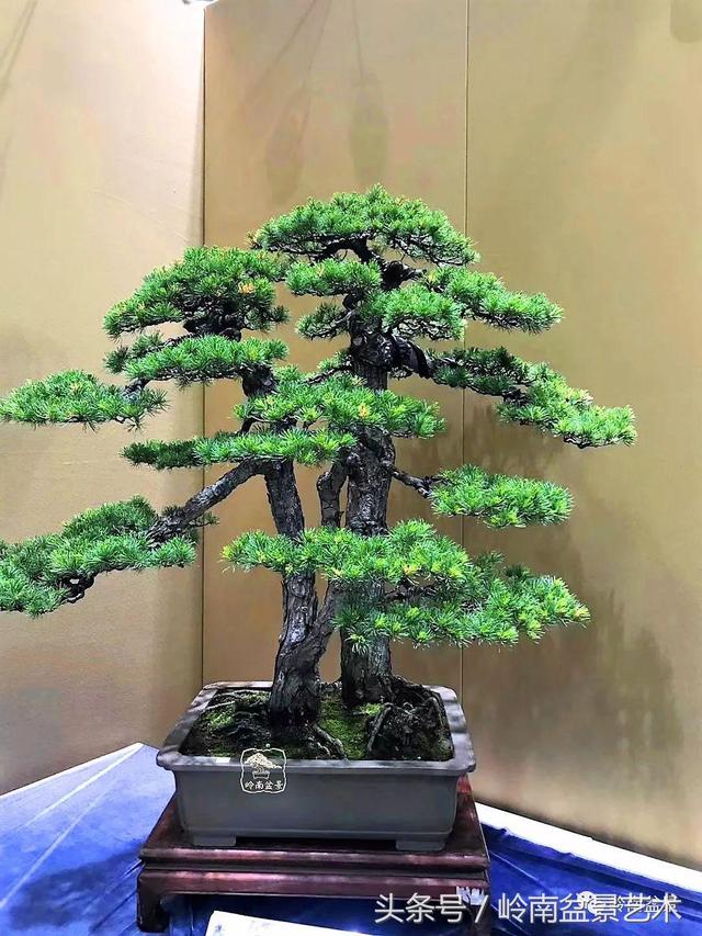 養一盆好樹，旺一家風水，福澤後人！