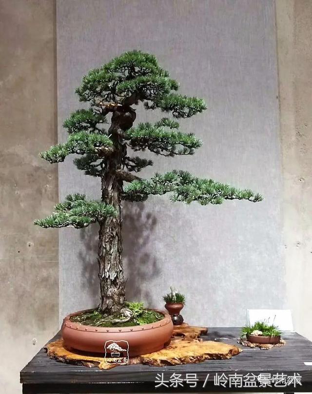 養一盆好樹，旺一家風水，福澤後人！
