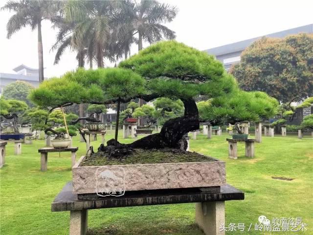 養一盆好樹，旺一家風水，福澤後人！
