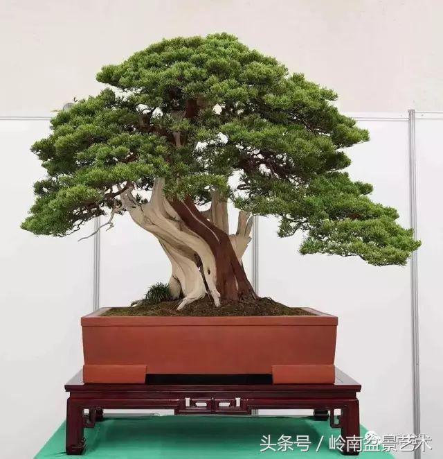 養一盆好樹，旺一家風水，福澤後人！