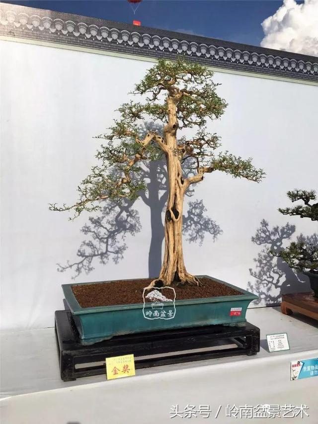養一盆好樹，旺一家風水，福澤後人！