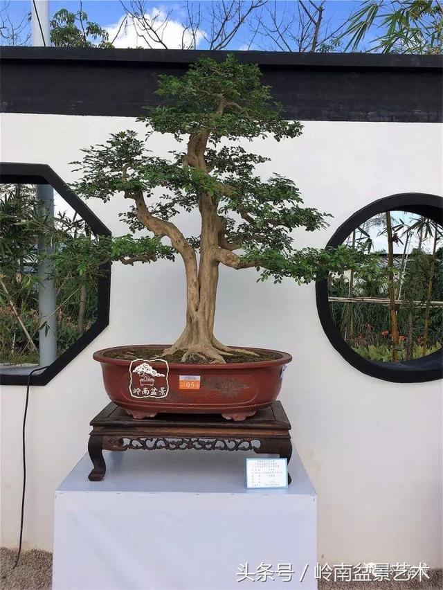 養一盆好樹，旺一家風水，福澤後人！