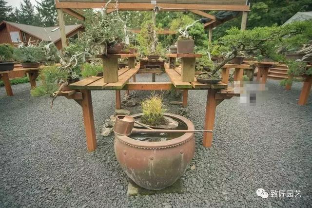 盆景早已走向世界 看看外國人怎樣玩盆景