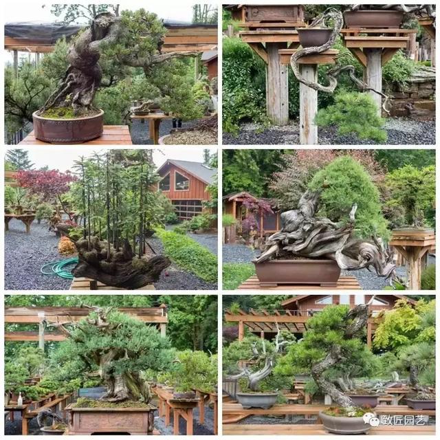 盆景早已走向世界 看看外國人怎樣玩盆景