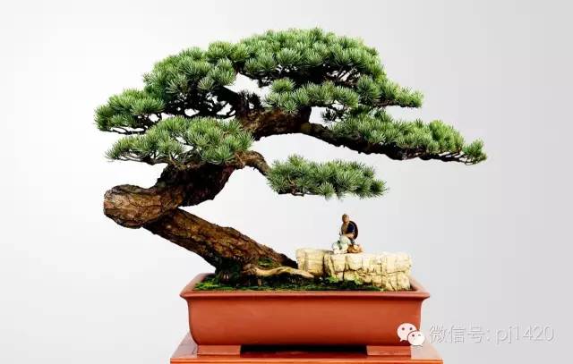 盆上美景，神奇的點睛之筆！ 