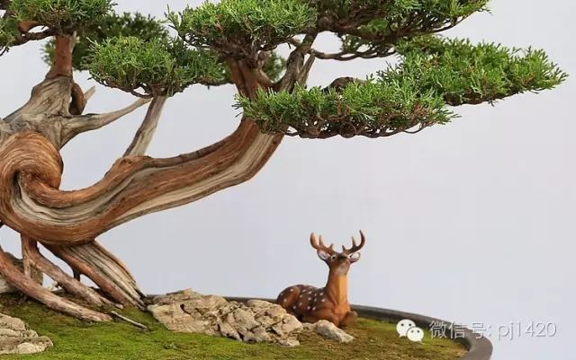 盆上美景，神奇的點睛之筆！ 