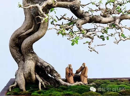 盆上美景，神奇的點睛之筆！ 